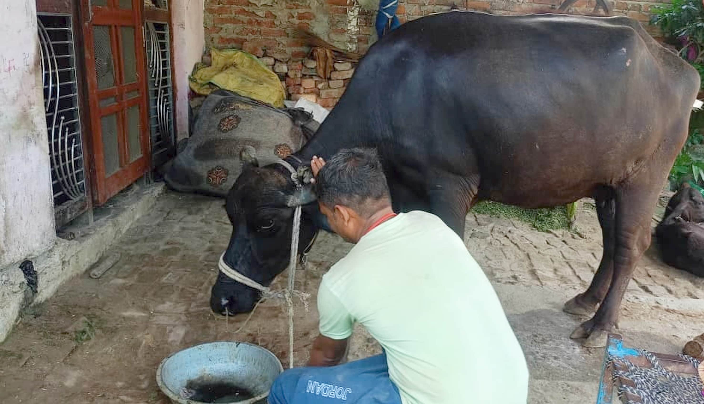 फोटो-4-घोड़चढ़ी गांव में पशुओं की देखभाल करते पशुपालक आशाराम।-संवाद