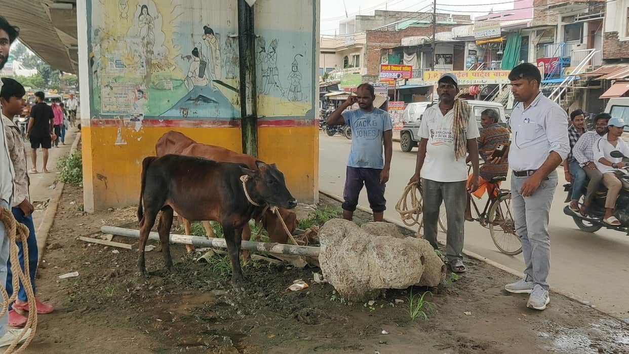 A team comprising Animal Husbandry and Municipal Council officials rounded up 13 animals