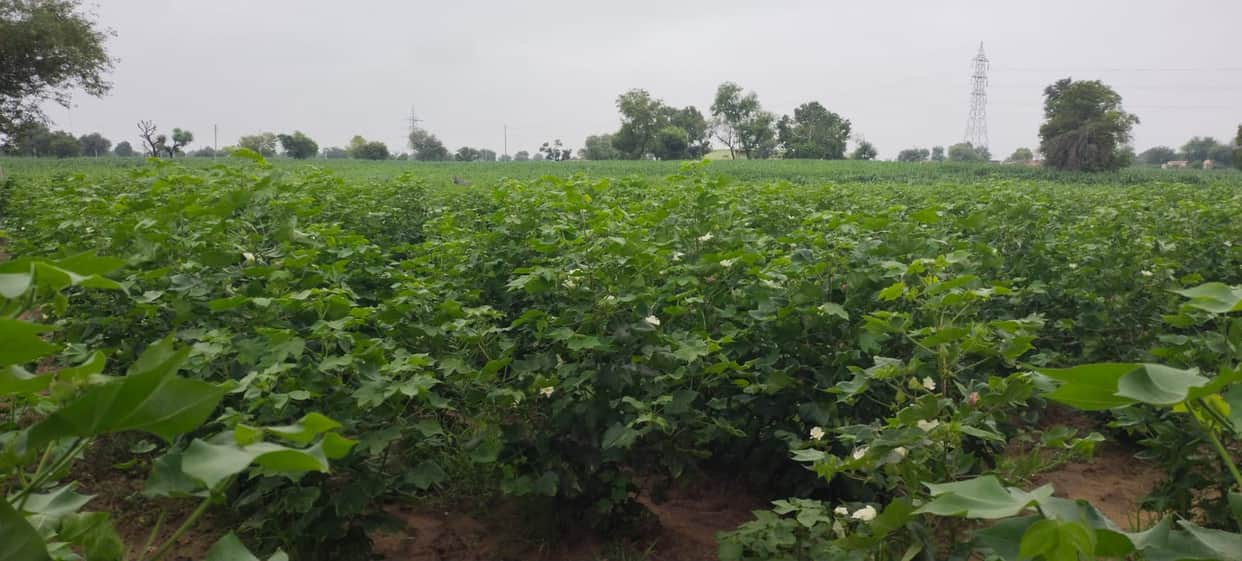 Kharif crops benefited from the rain; now, the risk of pest infestation has increased.