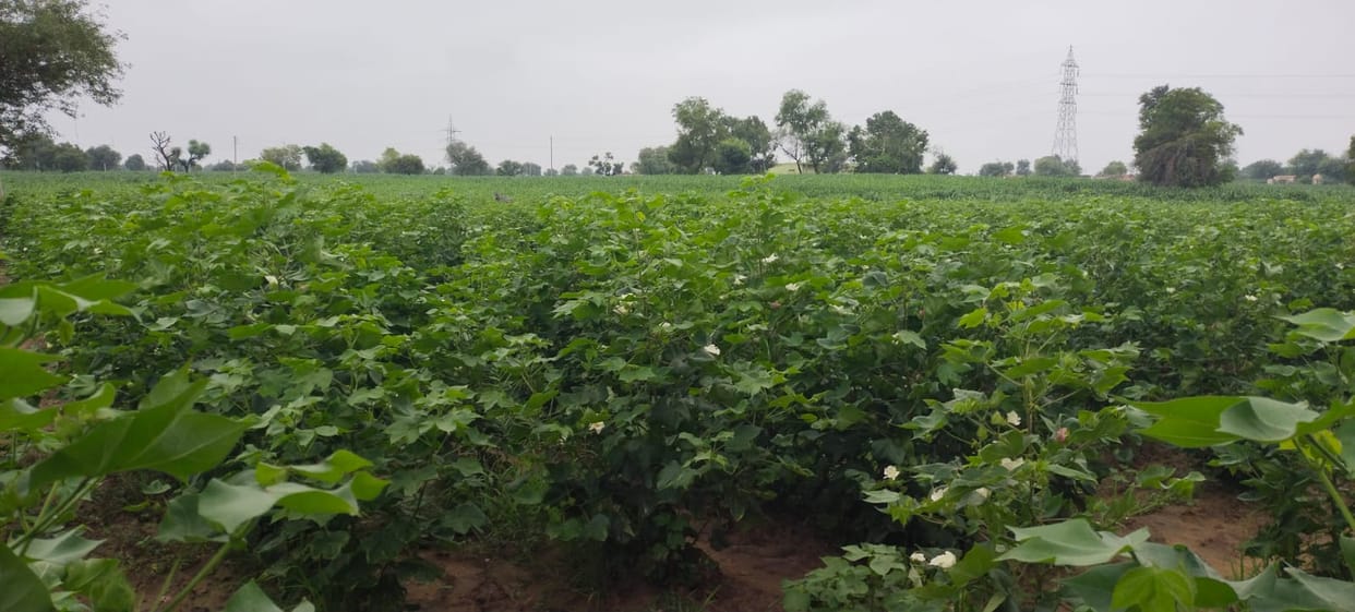 Kharif crops benefited from the rain; now, the risk of pest infestation has increased.