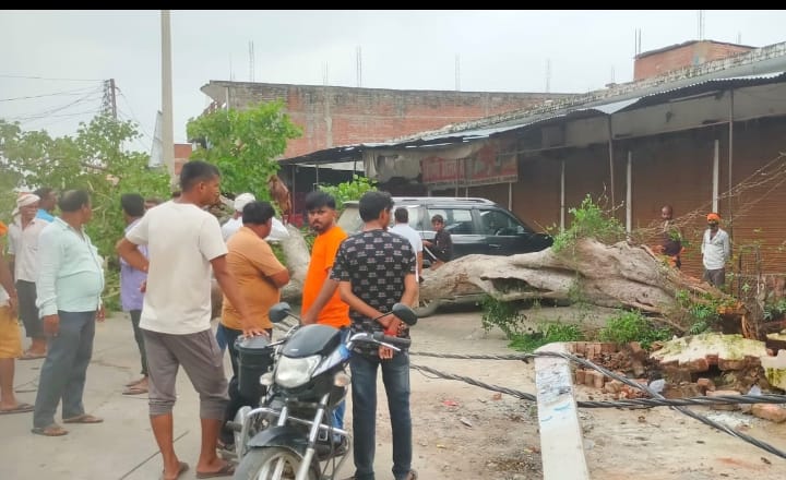 A peepal tree suddenly fell, an accident was averted.