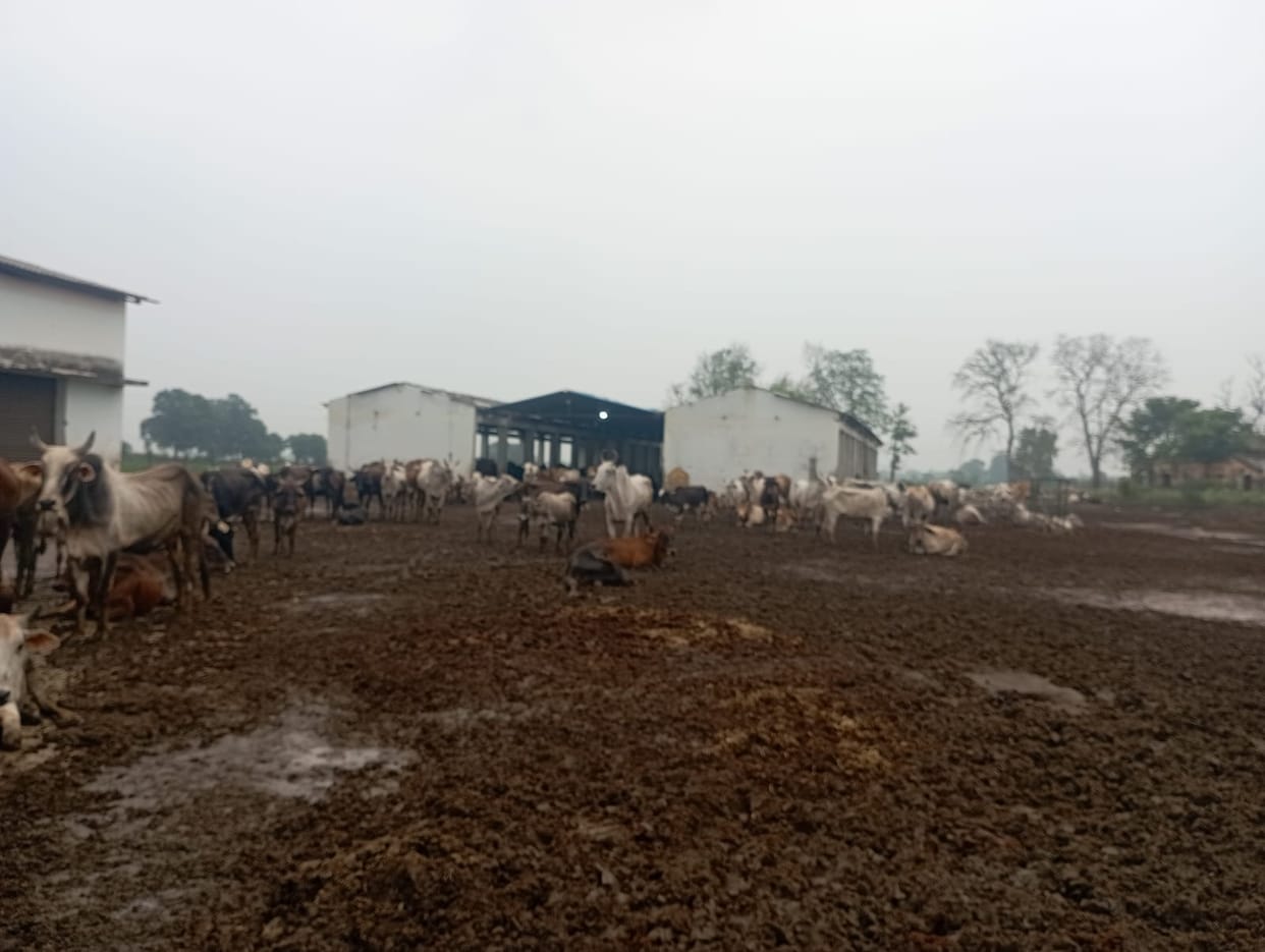 Monsoon rains bring hardships; neither fodder nor dry ground is available on time.