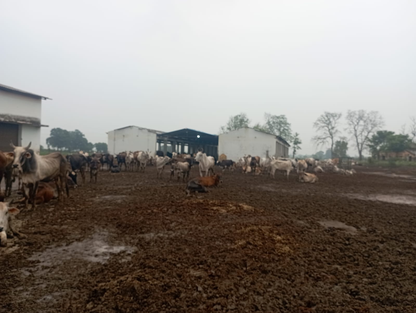 मिर्जापुर बैरमशाह गोशाला परिसर में दलदली जमीन पर घूमते मवेशी। संवाद