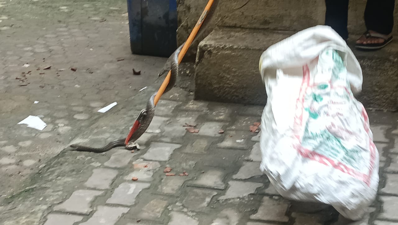 मोदीनगर। एसीपी ऑफिस के वाशरूम में निकले सांप का रेस्क्यू करता वन विभाग कर्मी। संवाद