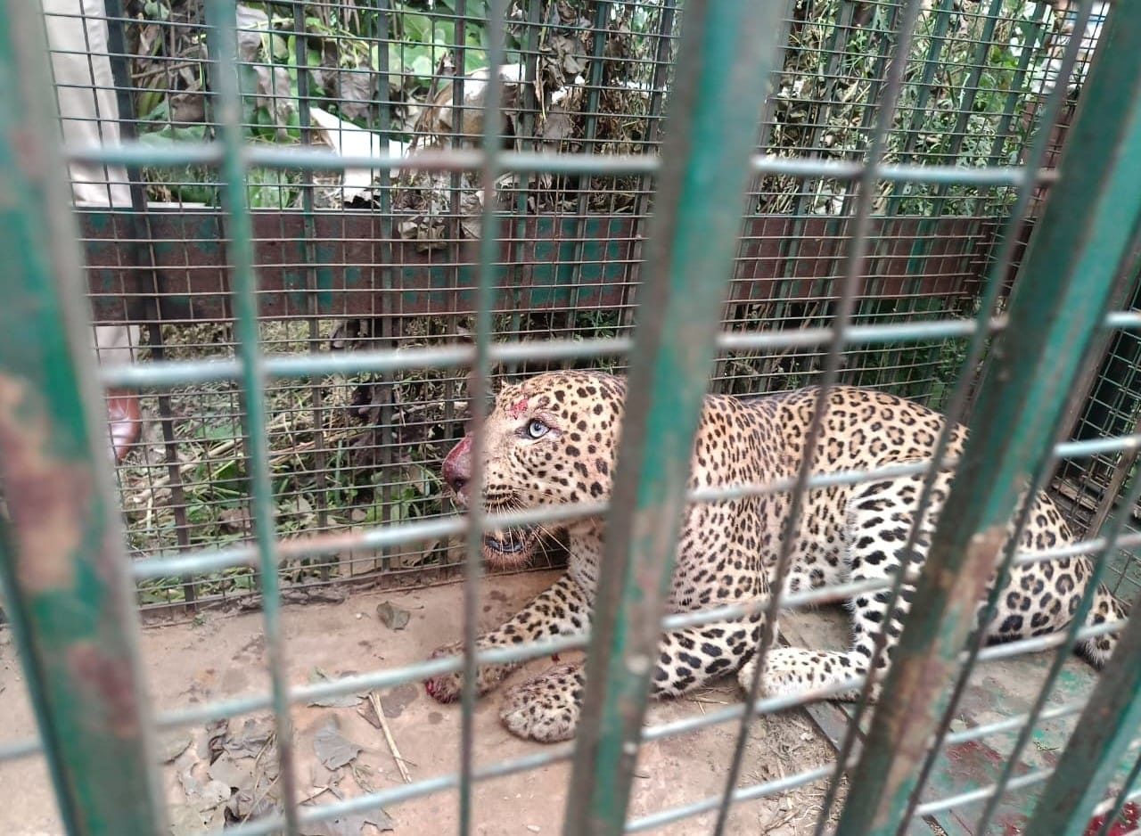 नजीबाबाद- जलालाबाद क्षेत्र के गांव कल्याणपुर में पिंजरे में कैद हुआ गुलदार। संवाद