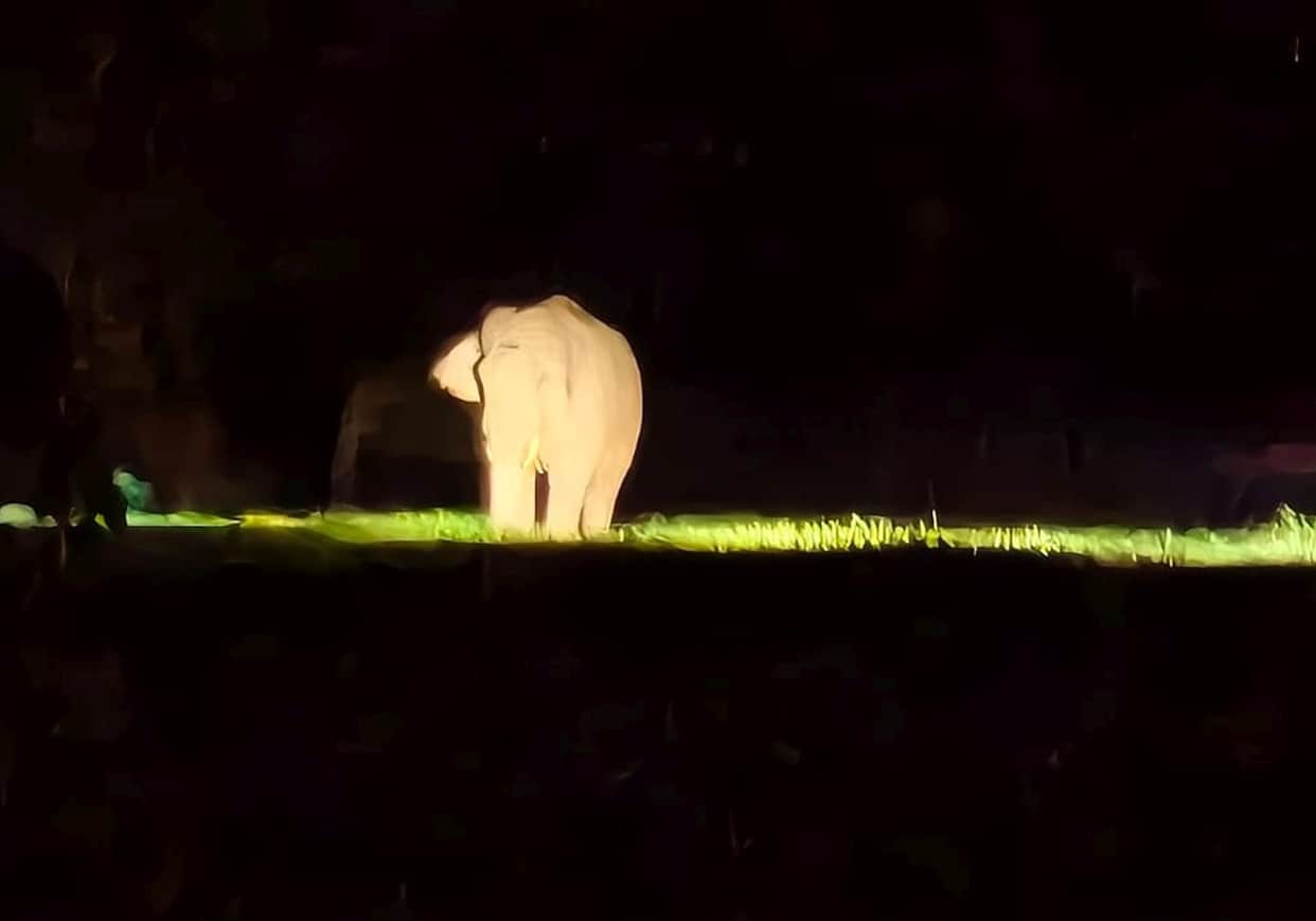 Elephants trampled four bighas of crops in Lohra village.