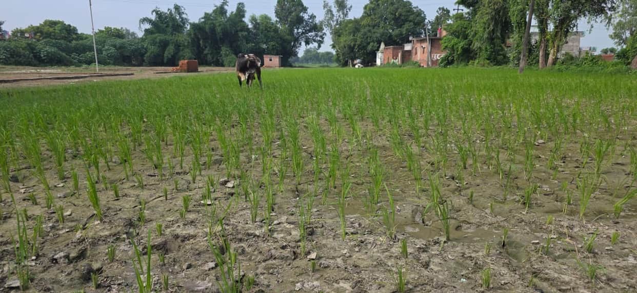 Rainfall 34 percent below average; paddy crop to be affected.
