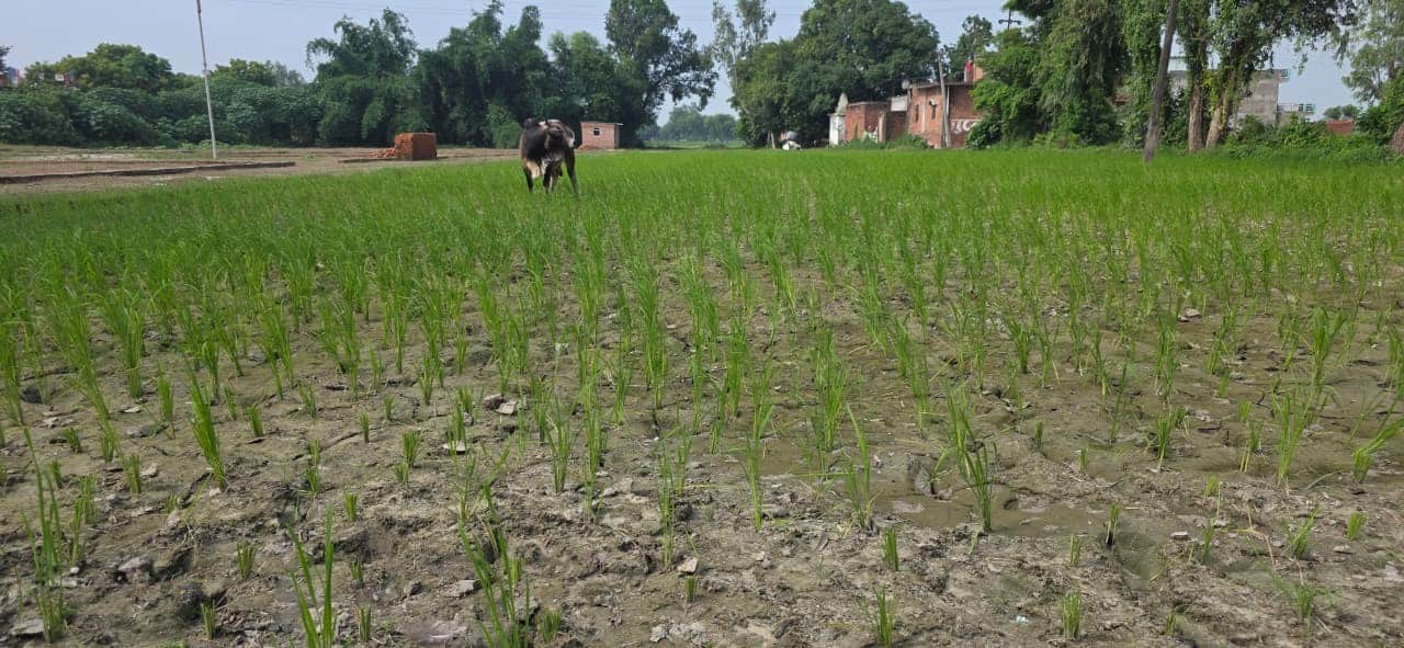 पवई क्षेत्र में लगी धान की फसल। संवाद