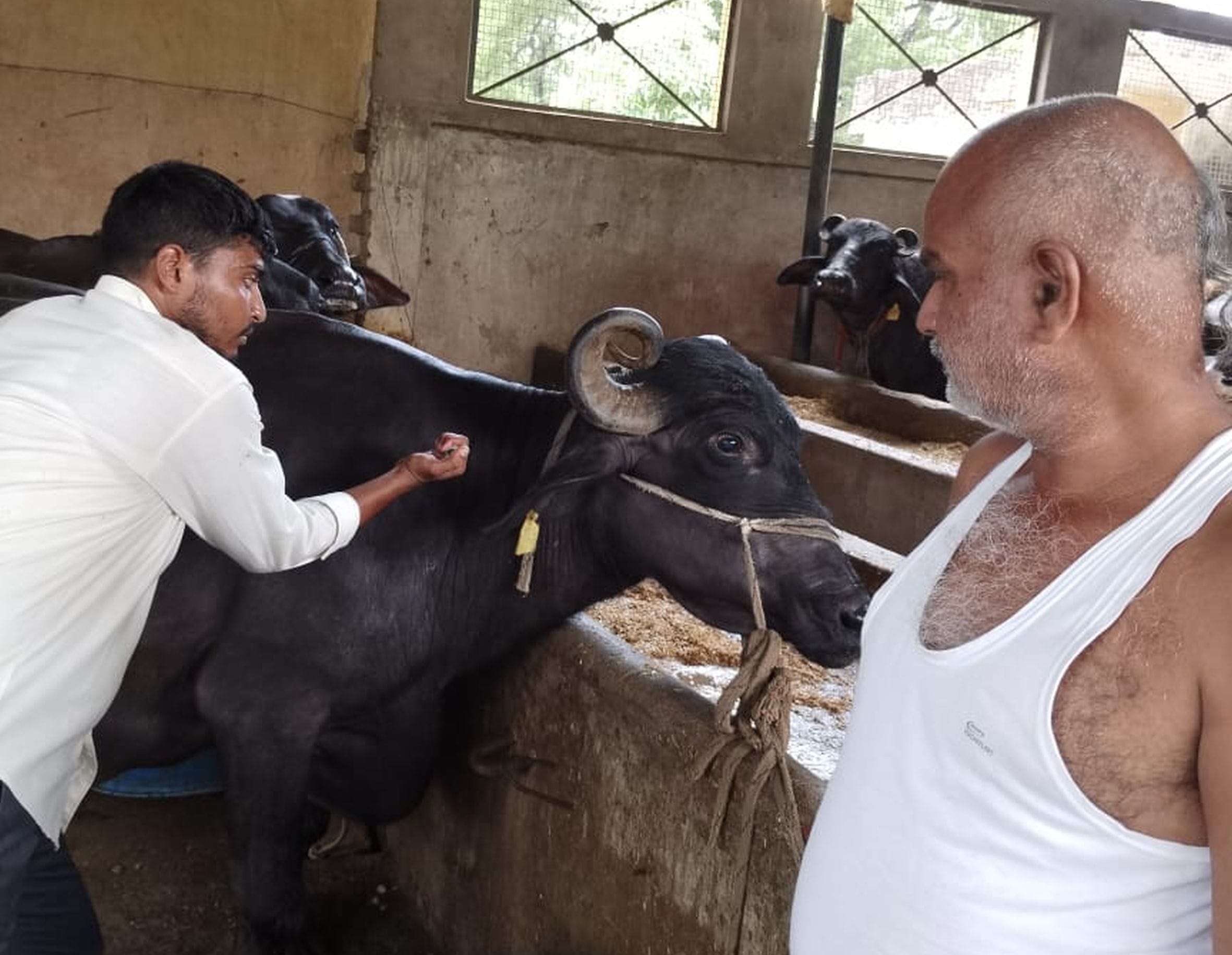 सरेनी क्षेत्र के खेवान खेड़ा गांव में मवेशी का टीकाकरण करता कर्मचारी। 