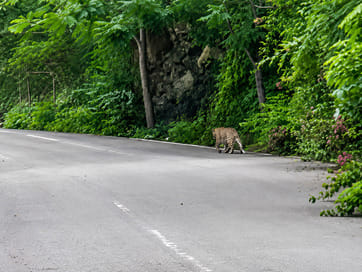 पर्यटकों के सामने आए दो लेपर्ड