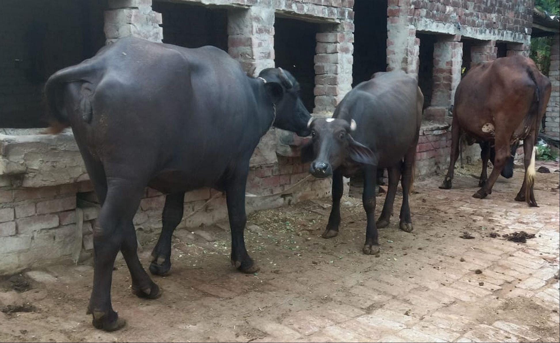 भेटुआ के पश्चिम दुआरा काशीपुर स्थित पशुपालक की गोशाला में बंधे पशु। -संवाद