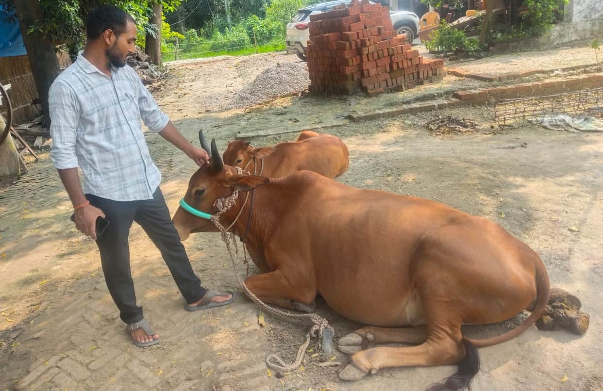 Incomplete livestock vaccination has increased the risk of infectious diseases