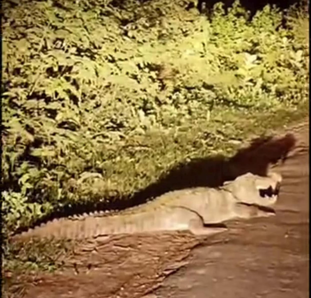 Crocodile wanders onto the road; vehicles come to a halt.