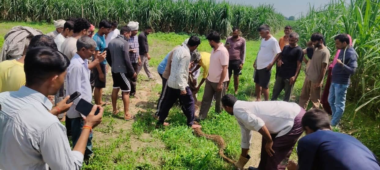 Python hunts jackal, villagers terrified