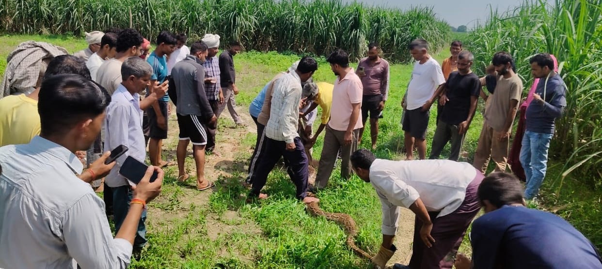 Python hunts jackal, villagers terrified
