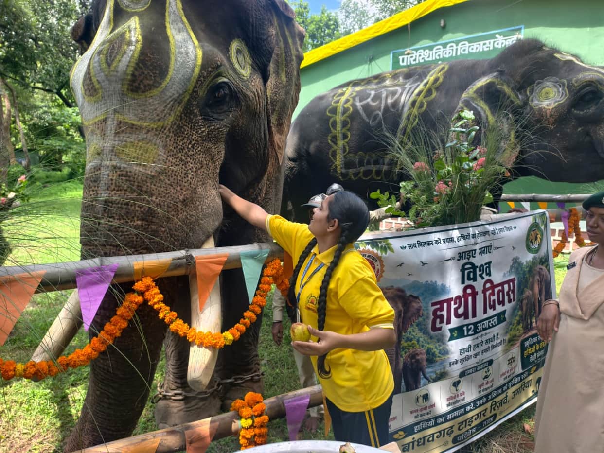 World Elephant Day Celebrated in Bandhavgarh, Ramaa and Surya Become the Center of Attraction