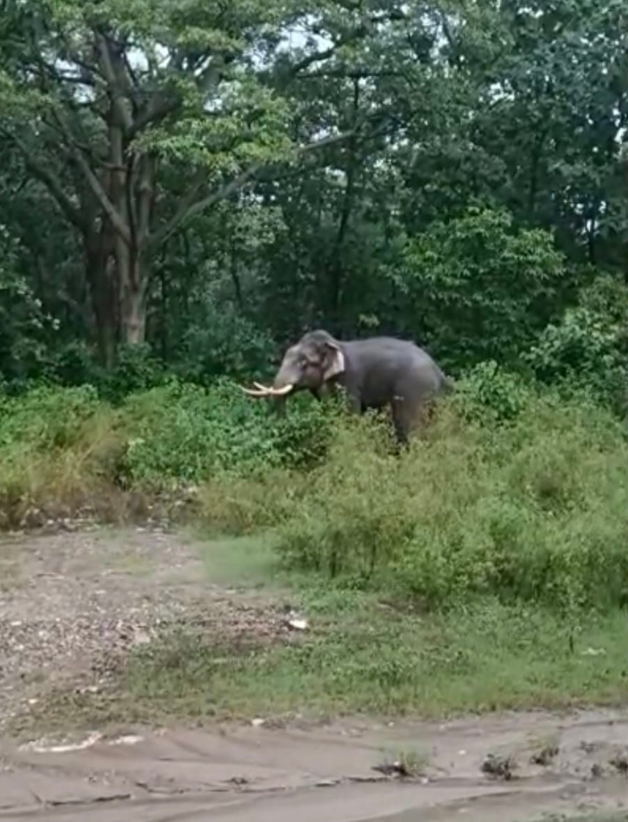 Wild elephant enters inhabited area; panic among villagers