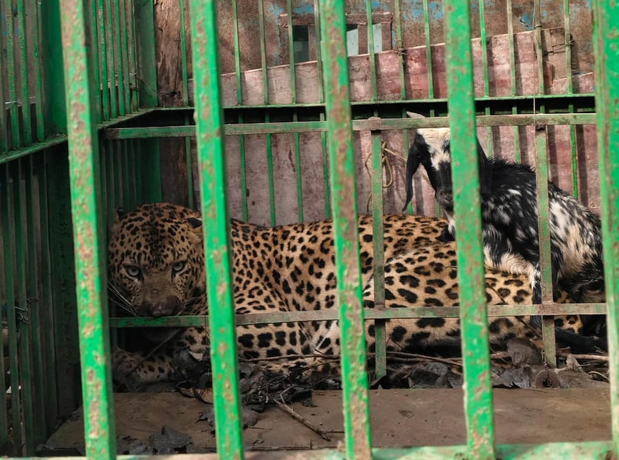 The leopard that had become a source of terror was captured in a cage set up in Daulatpur.