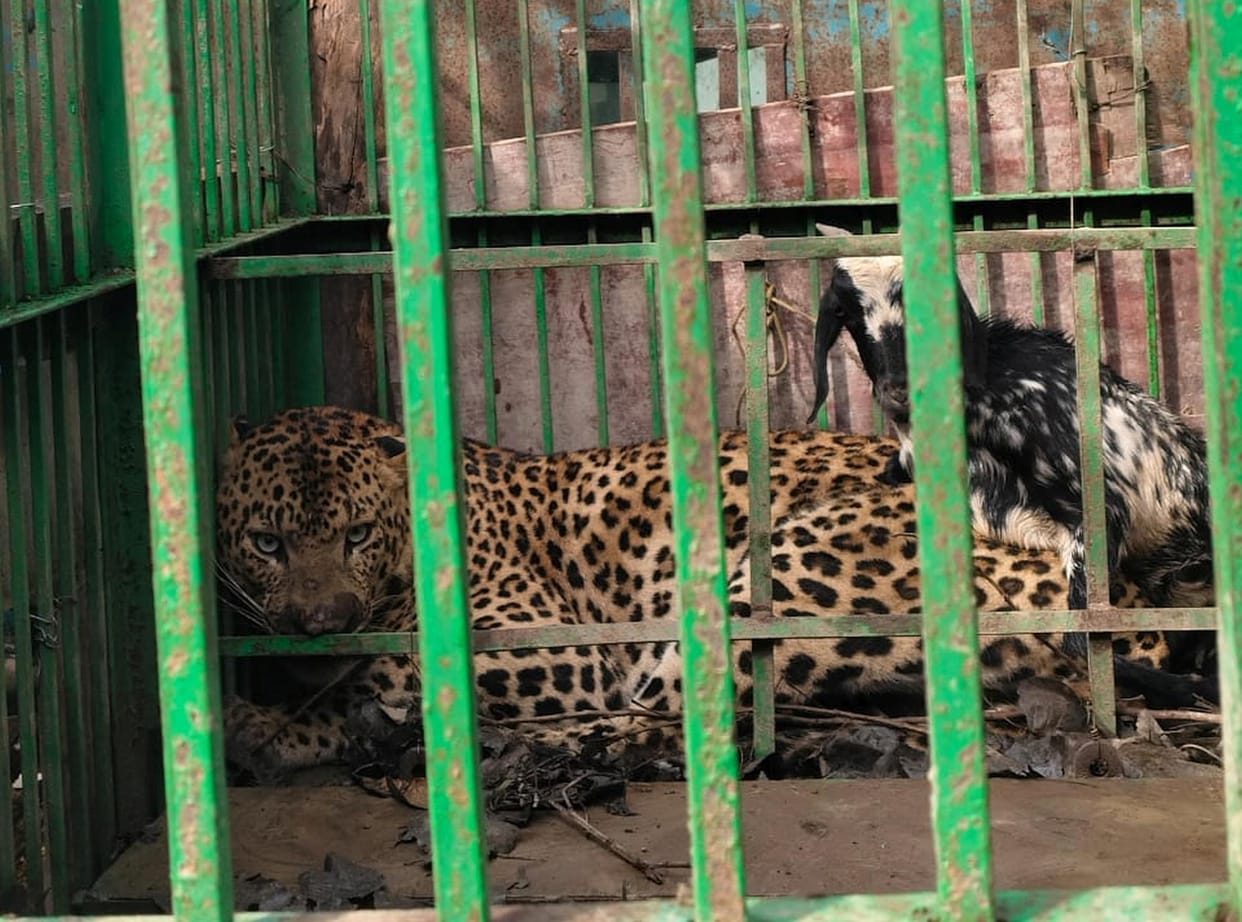 The leopard that had become a source of terror was captured in a cage set up in Daulatpur.