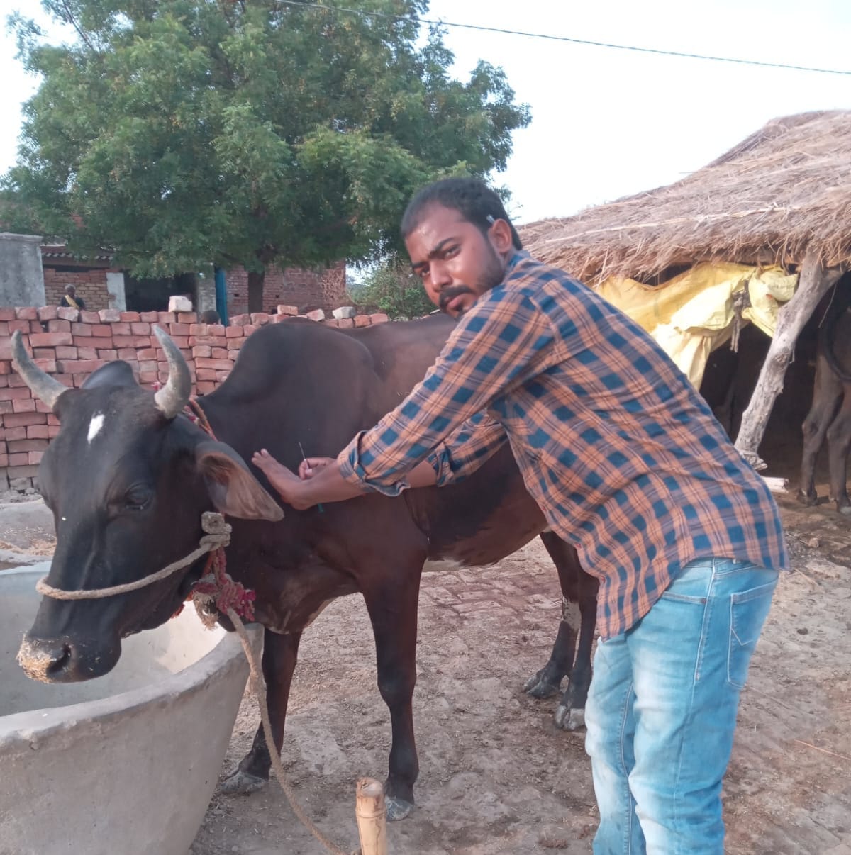 Vaccinated 400 cattle.