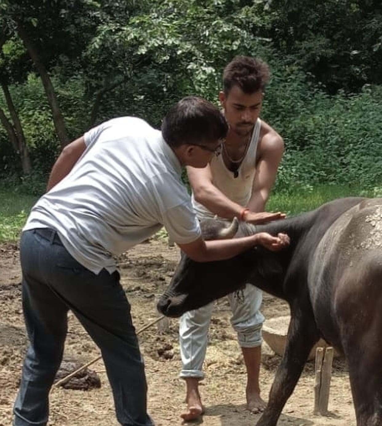 Teams are not visiting villages; how will the livestock get vaccinated