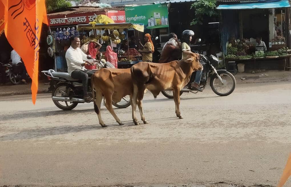Rapidly increasing number of stray animals; farmers distressed.