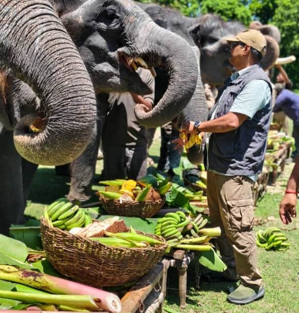 Elephants are enjoying the Terai climate, but farmers are facing ruin