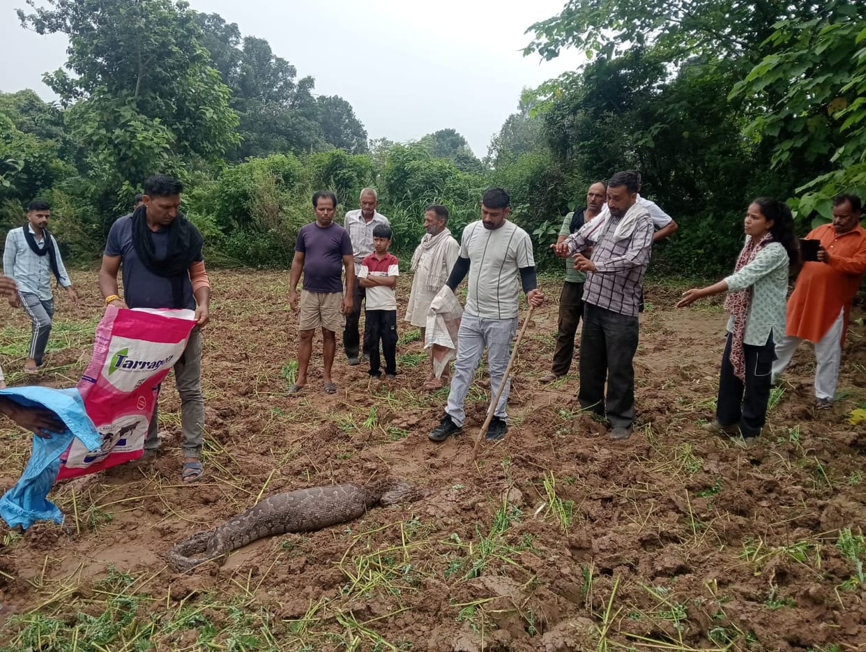 Giant python spotted in field; Forest Department carries out rescue.