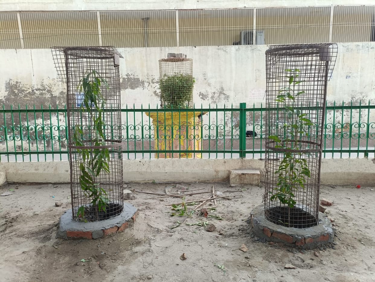 Tree guards provided for saplings planted by former President Ram Nath Kovind