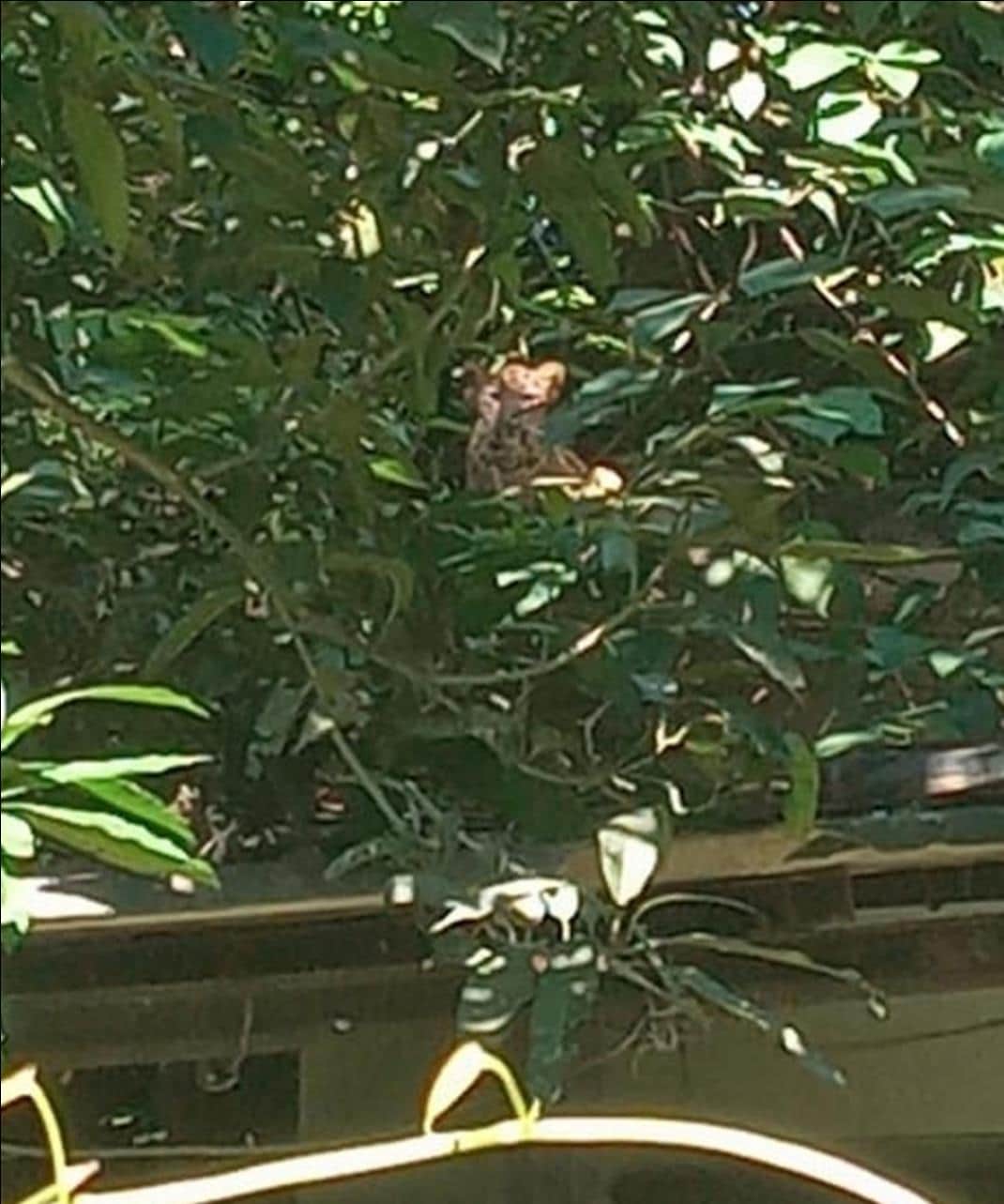 Leopard climbs water tank in Railway Colony; panic spreads.