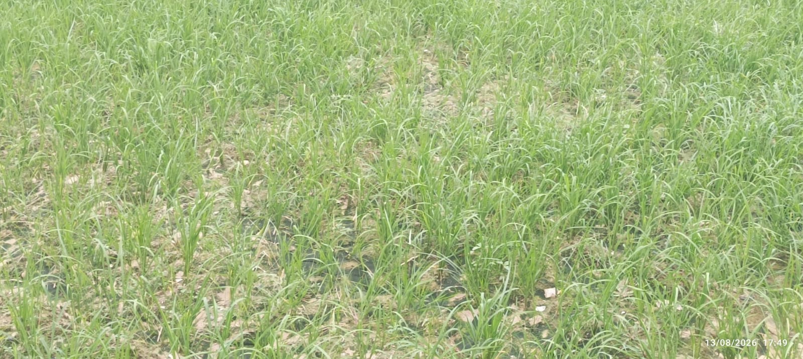 बारिश के अभाव में सूख रही धान की फसल