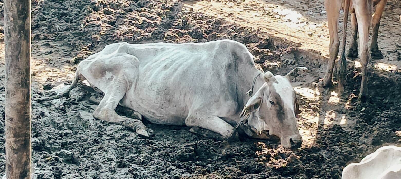 बादल गांव की गोशाला में कीचड़ के बीच बैठा गोवंश। संवाद
