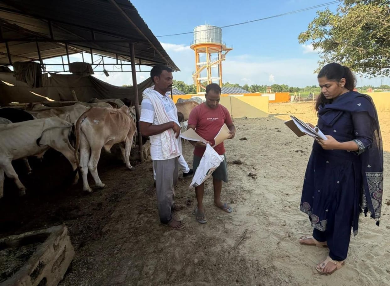 80 cattle found without tags during inspection.