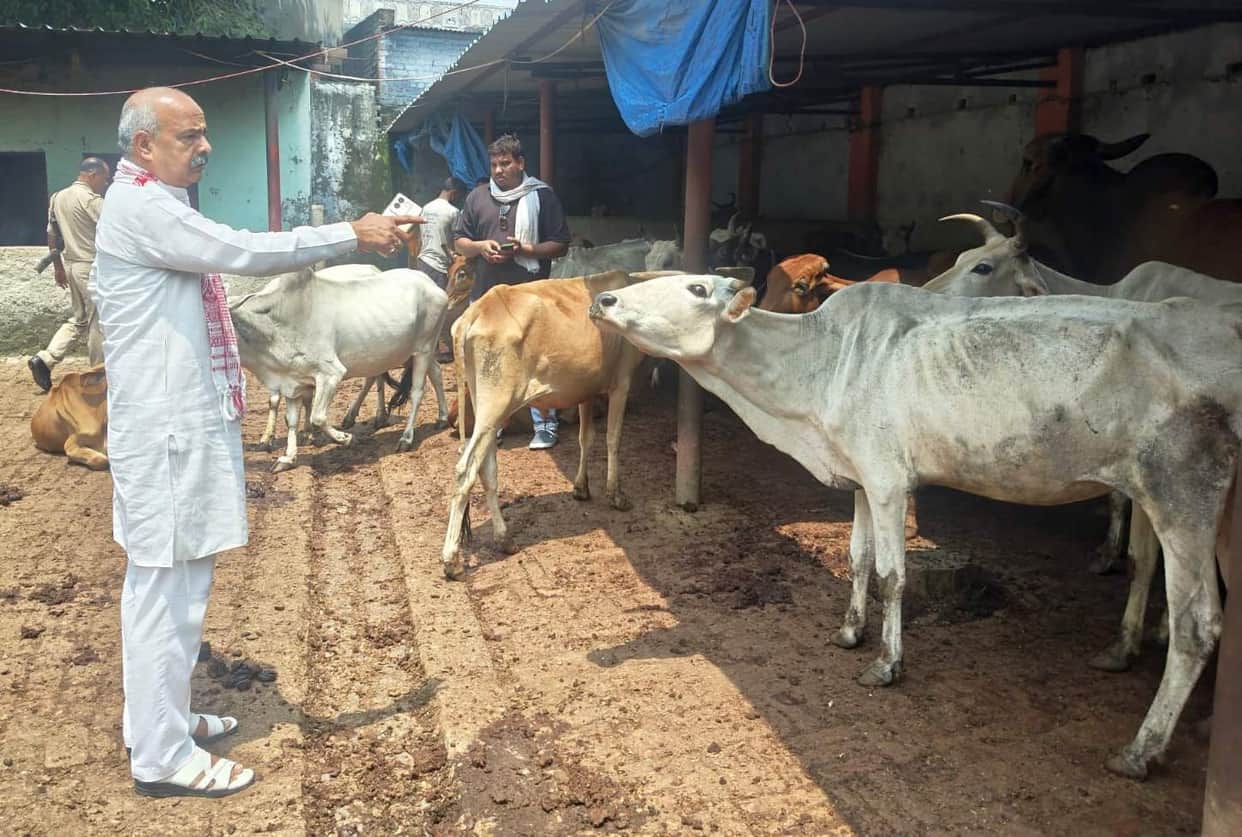 Expressed displeasure over the mismanagement in cow shelters.