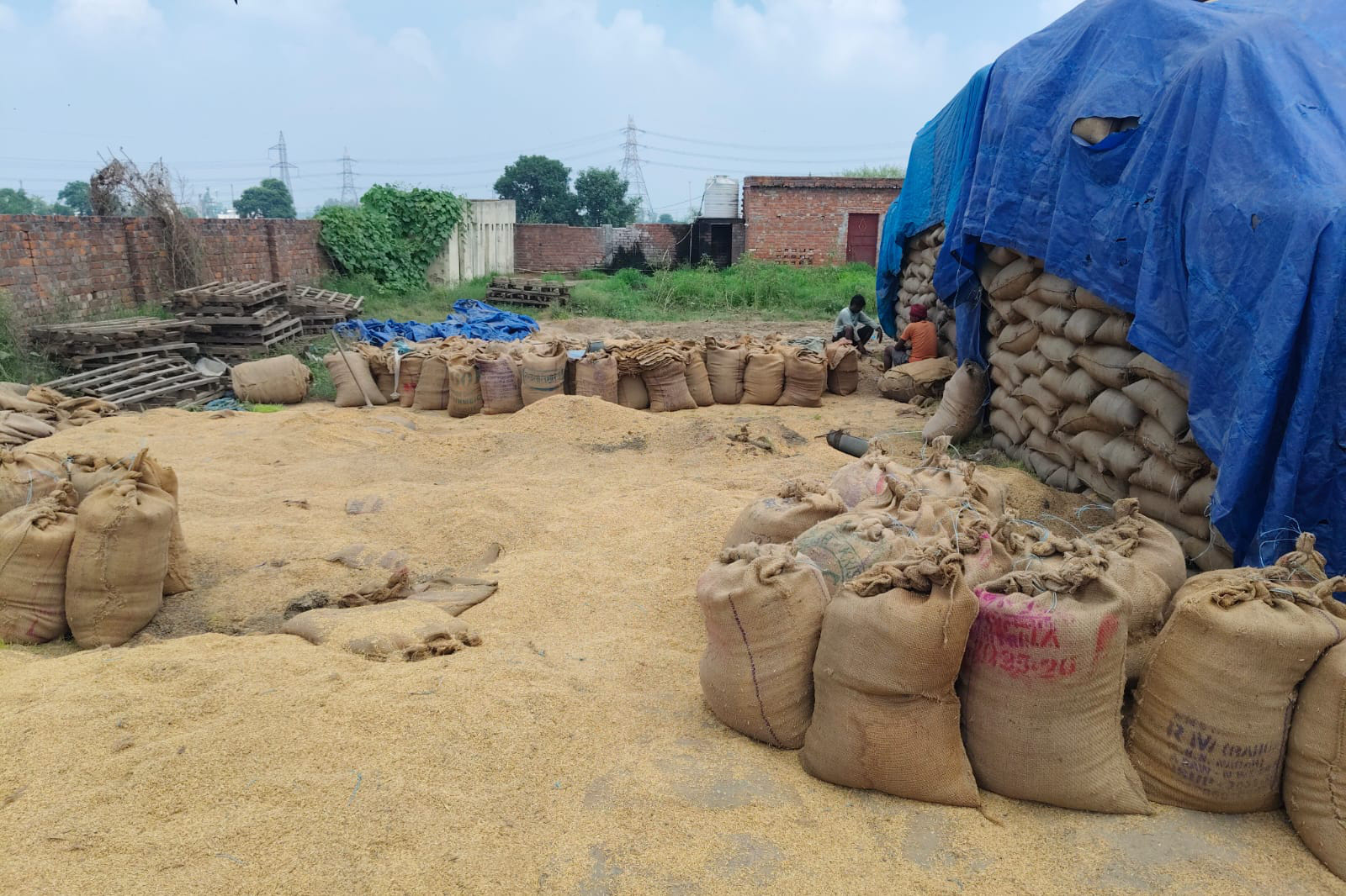 गोदाम में खराब हो रहा है धान। प्रवक्ता एसोसिएशन