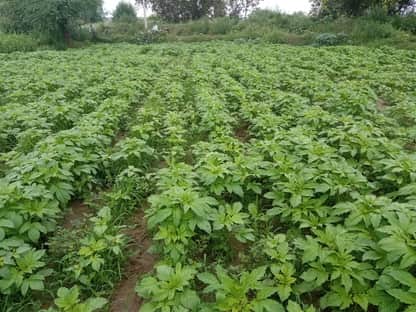 Farmers' AgriStack Unique IDs stalled in land consolidation villages; process incomplete even after five months