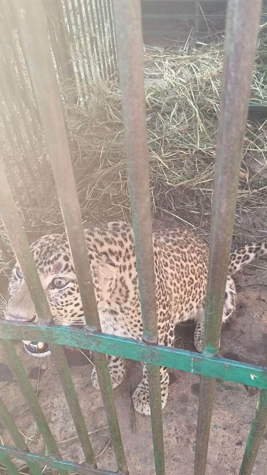 Leopard that entered the cowshed and killed a calf captured in a cage.