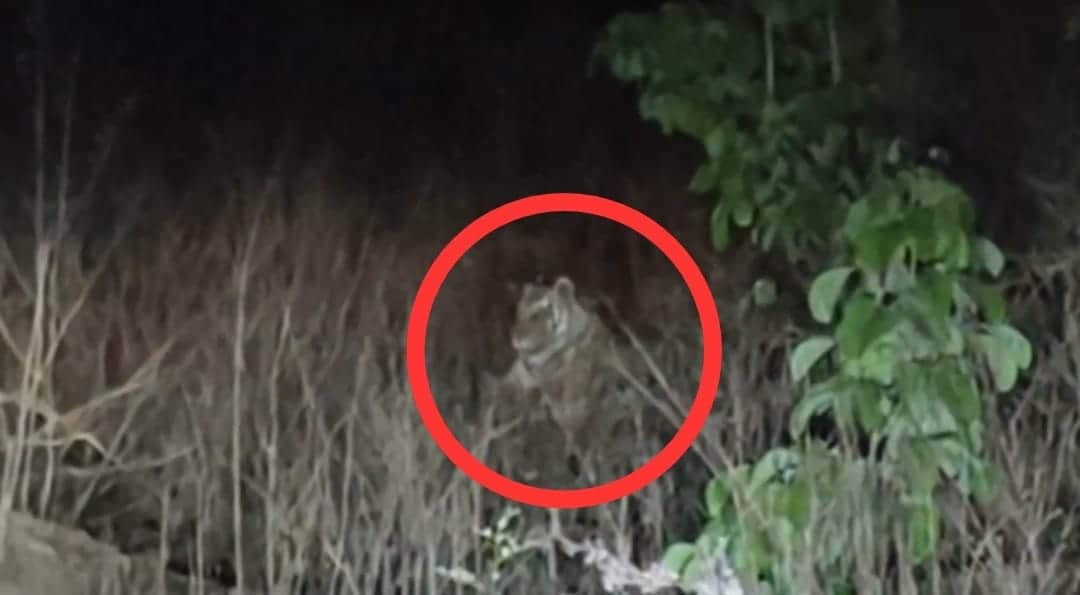 Damoh News: Tiger Spotted in Madiyado Buffer Zone, Forest Department on Alert, Historic Fair Cancelled