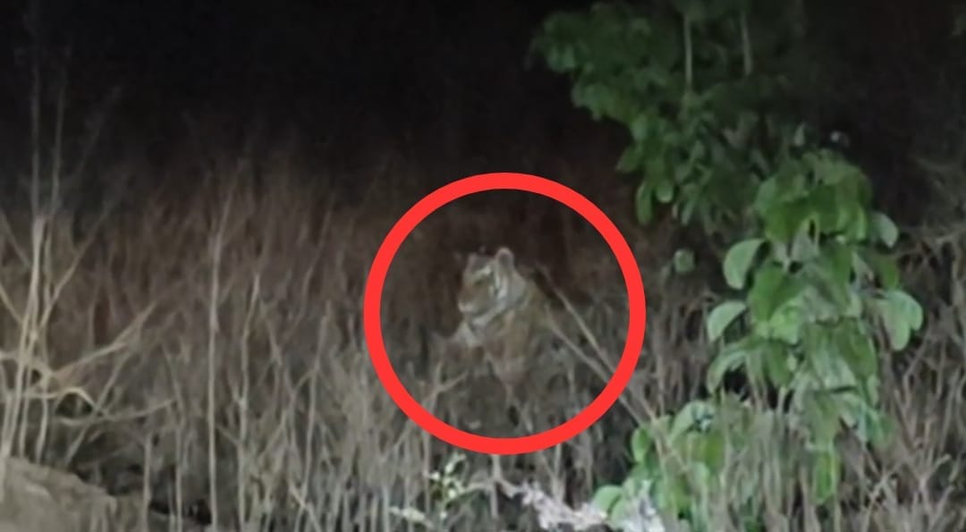 Damoh News: Tiger Spotted in Madiyado Buffer Zone, Forest Department on Alert, Historic Fair Cancelled