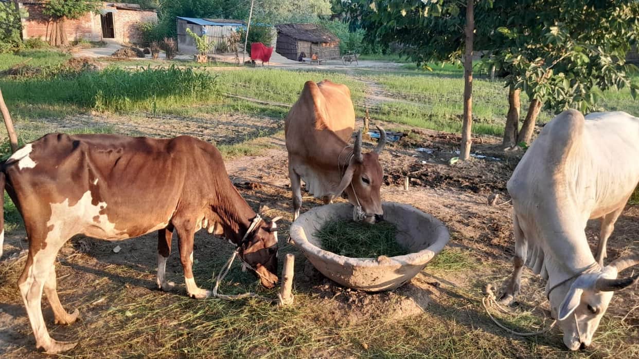 Incomplete livestock vaccination, full risk of infection.