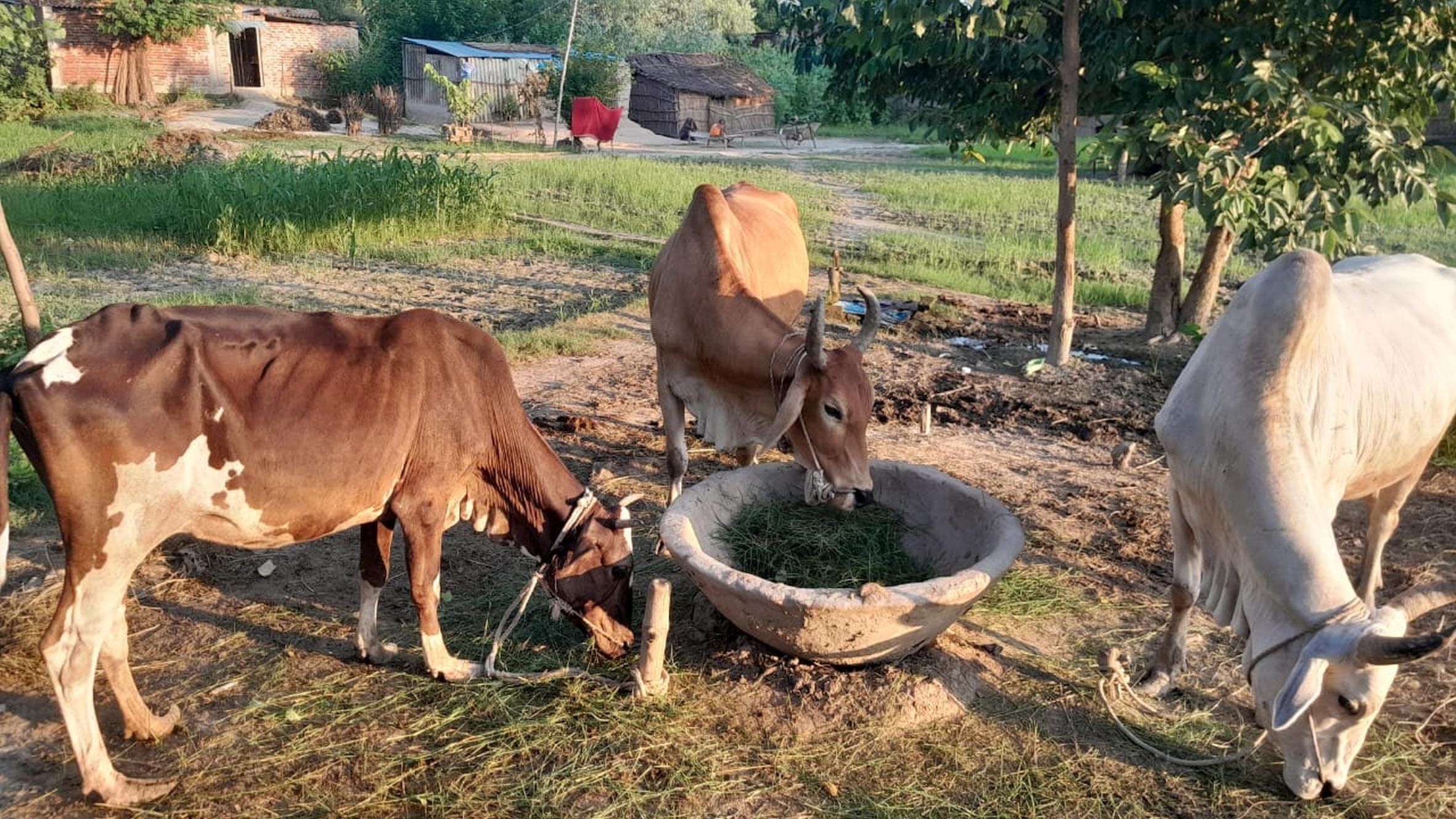 खैराघाट इलाके में नांद में चारा खातीं गाय। 