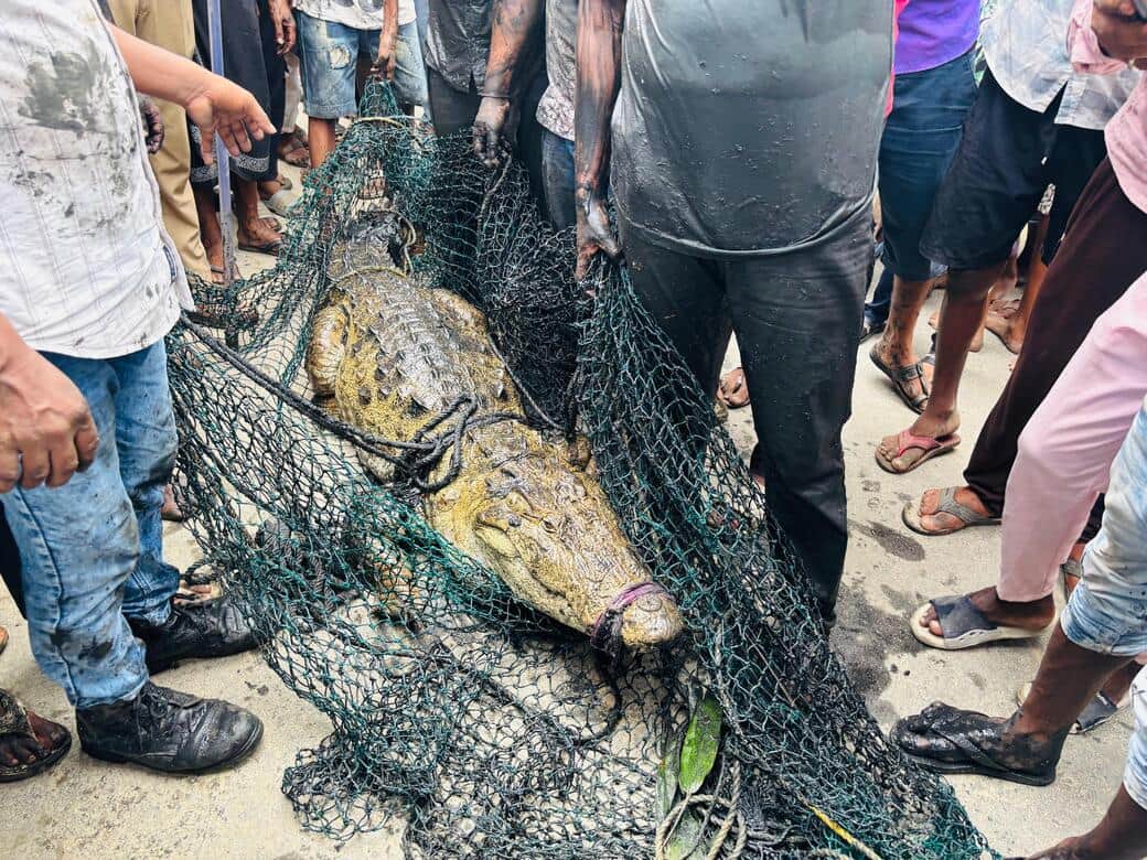 Panic ensues after crocodile found in pond; forest officials carry out rescue.