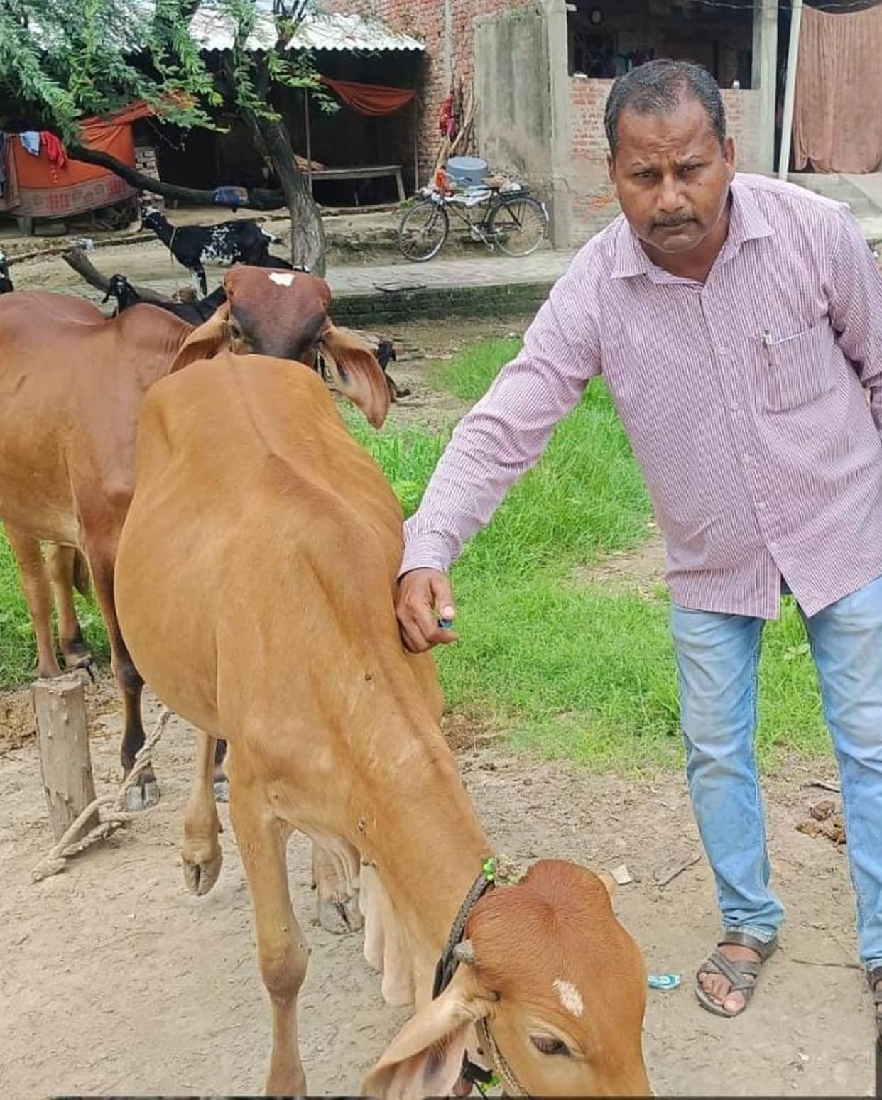 Risk of disease in animals due to lack of vaccination