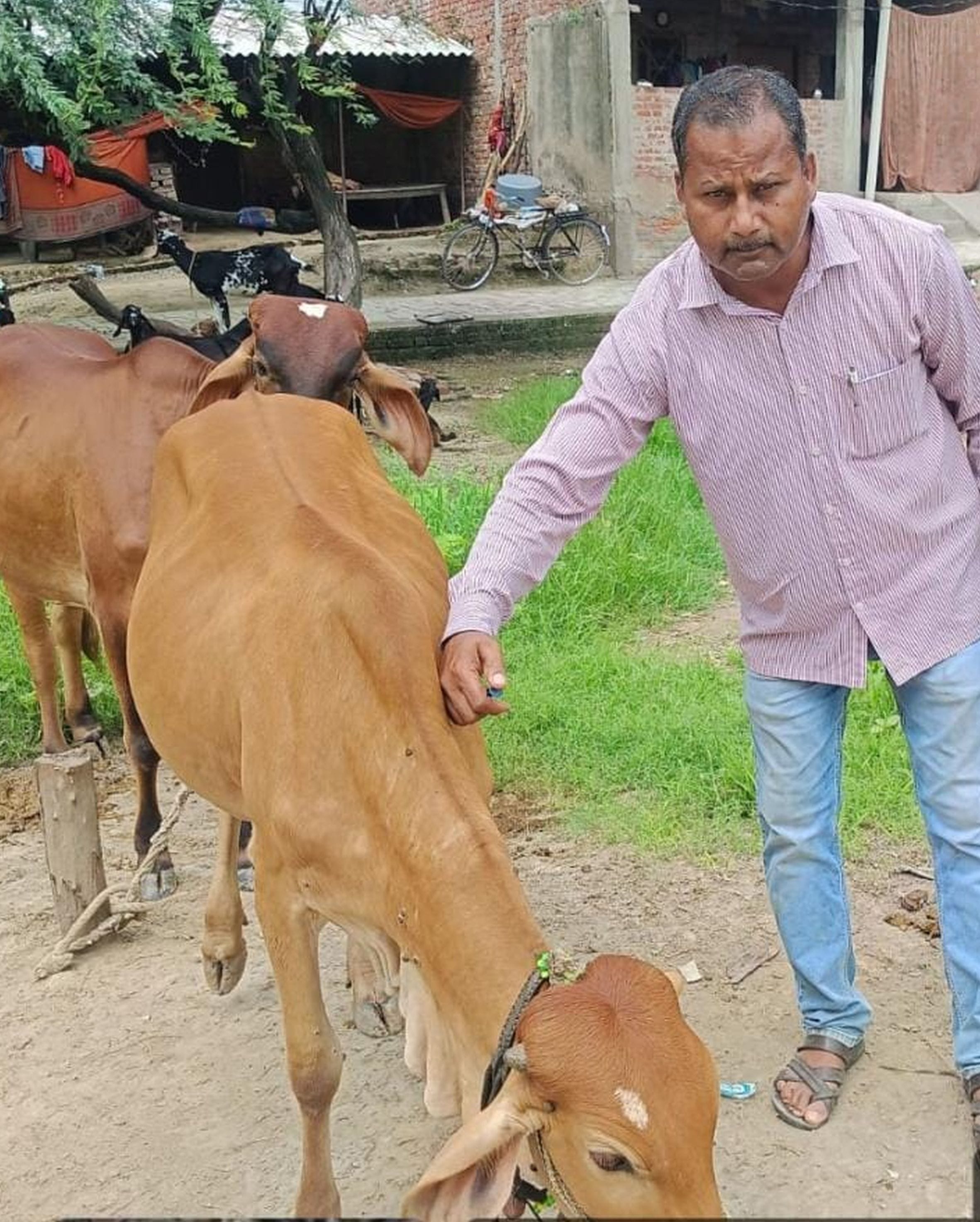 रायबरेली क्षेत्र में मवेशी को टीका लगाते पशु चिकित्सा कर्मी।