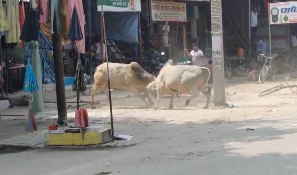 Rampage by bulls in Alhaganj market; traders suffer losses.