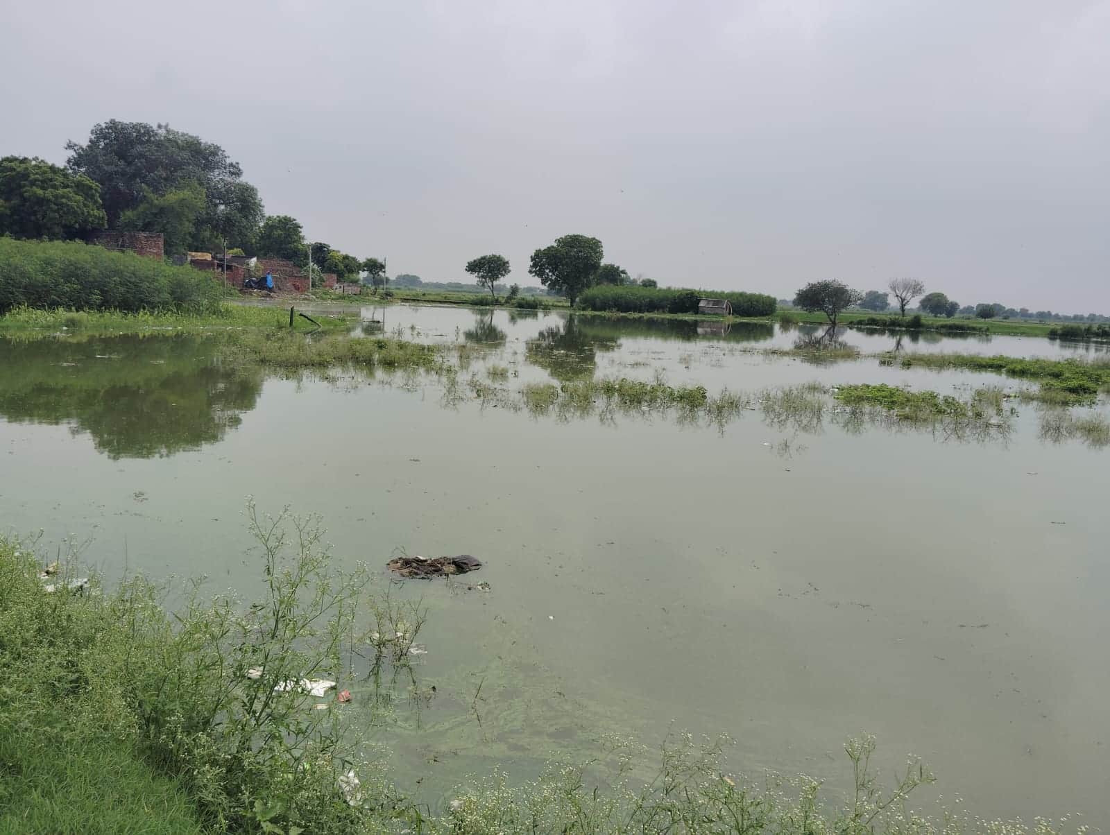 गांव धानौटी में जलमग्न हुए खेत। स्रोत : ग्रामीण