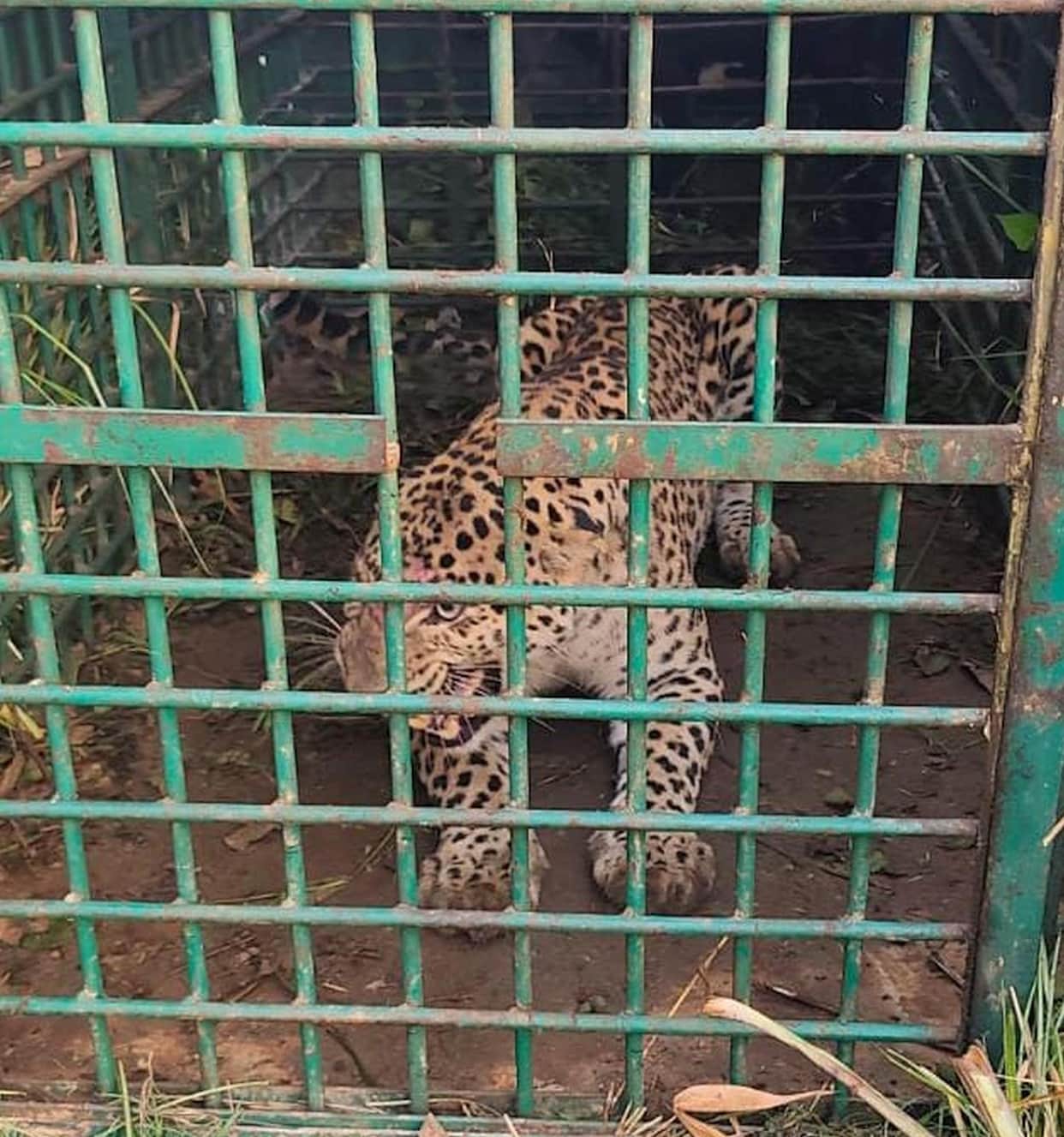 Four-year-old female leopard trapped in a cage.