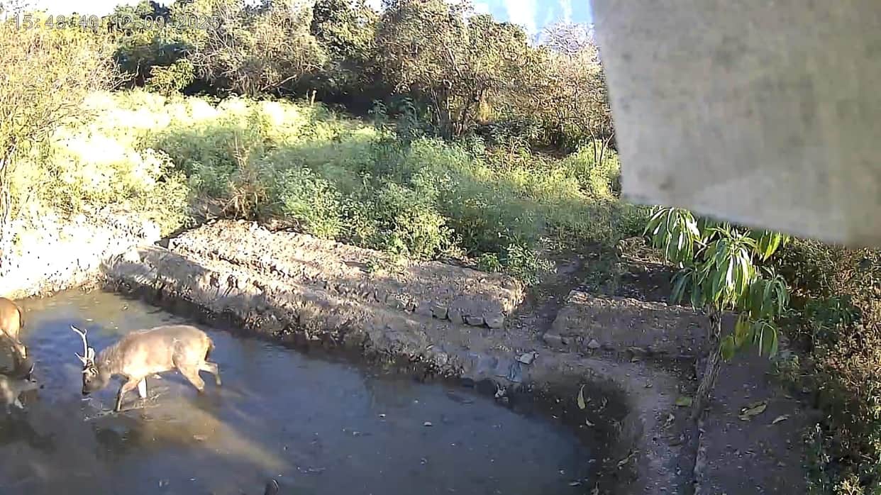 A pond built at a cost of five lakh rupees has become a lifeline for wild animals.