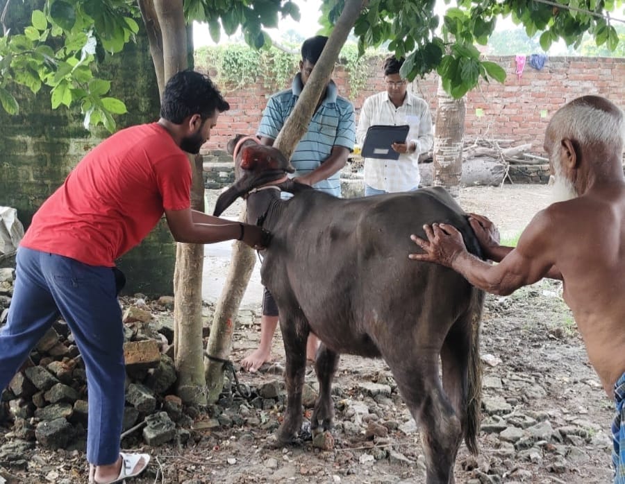 मरदह में पशुओं को टीका लगाते पशुपालन विभाग के कर्मचारी। संवाद