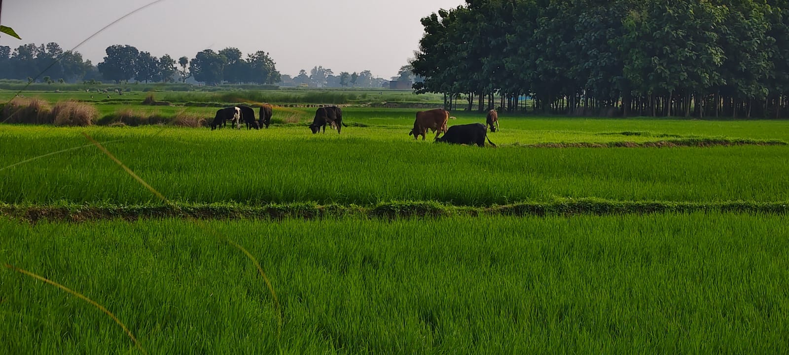 पशुओं की धमाचौकड़ी से बर्बाद हो रहींं फसलें। संवाद
